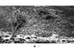 Quiver Tree, Kammieskroon, South-Africa - Ilford Pan F 50