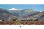 Landscape - Sneeukop Vineyards, Rawsonville, South-Africa - Kodak Ektar 100