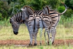 Zebra, AENP, Addo Elephant National Park,  South-Africa