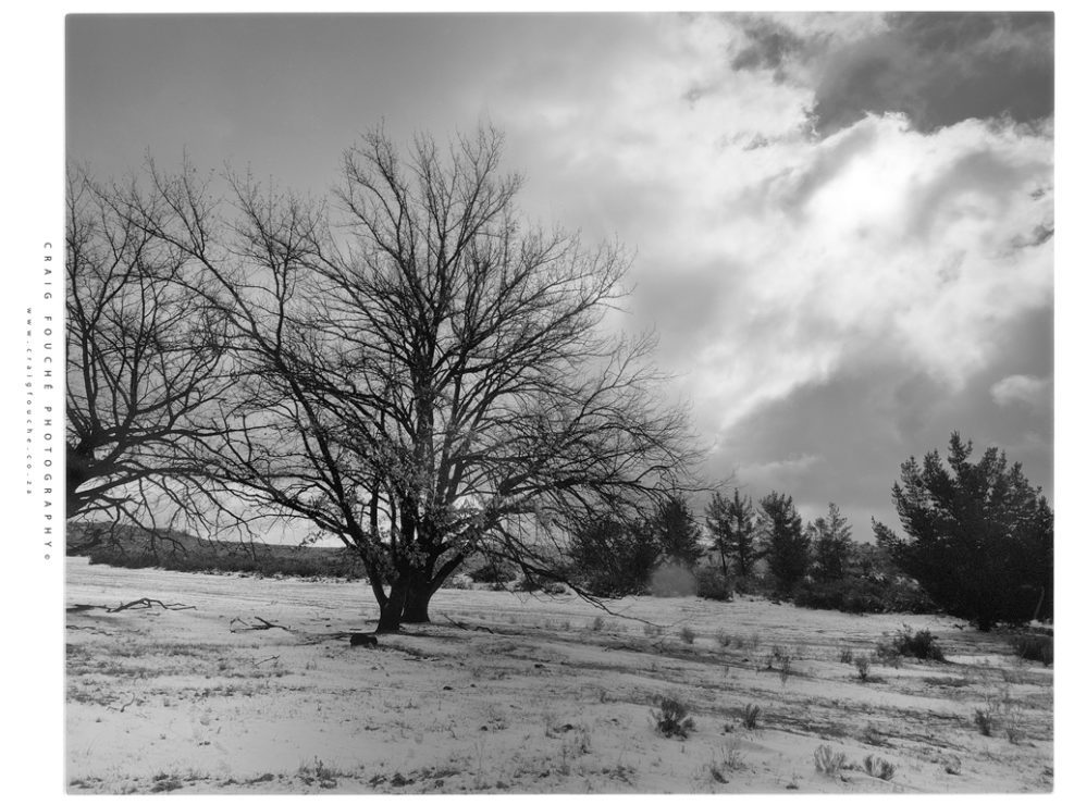 Kodak Tmax 400 – No LEE Red Filters