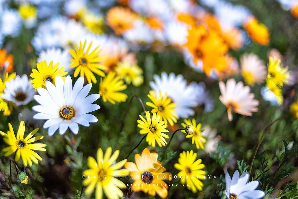 Namaqualand Daisy