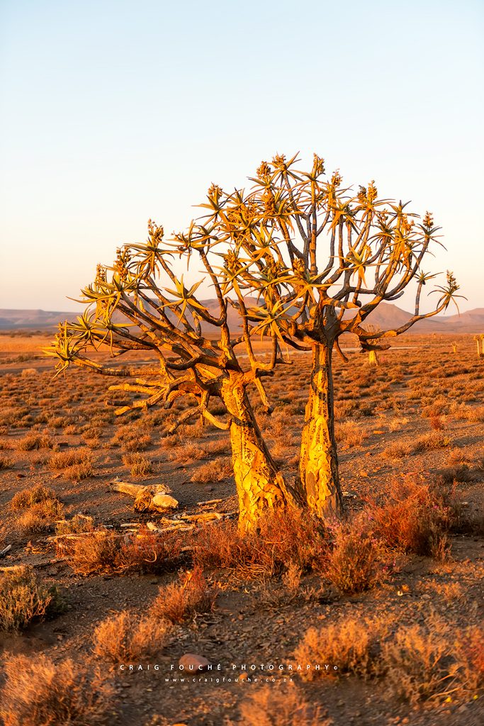 Kokerboom Forest, Gannabos