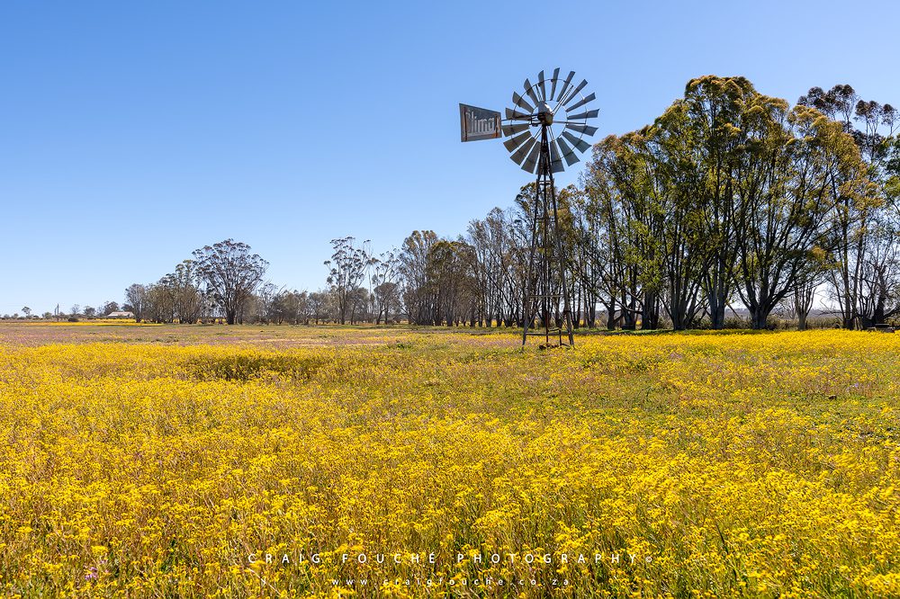 Seas of Yellow – Nieuwoudtville, South-Africa