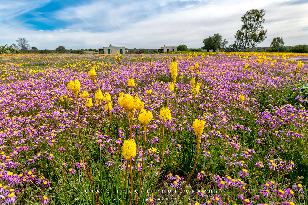 Geelkatsterte / Yellow Cat Tails Willemsrivier, Nieuwoudtville, South-Africa, Namaqualand