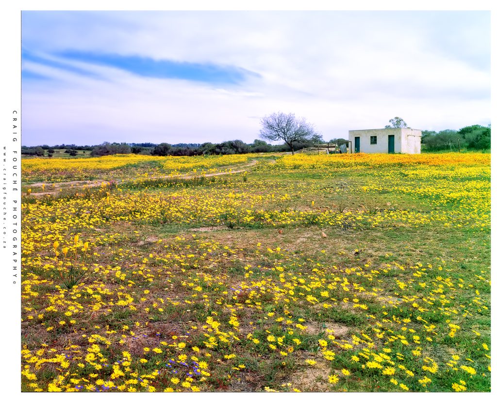 Fuji Provia, 4x5, Nieuwoudtville, Namaqualand